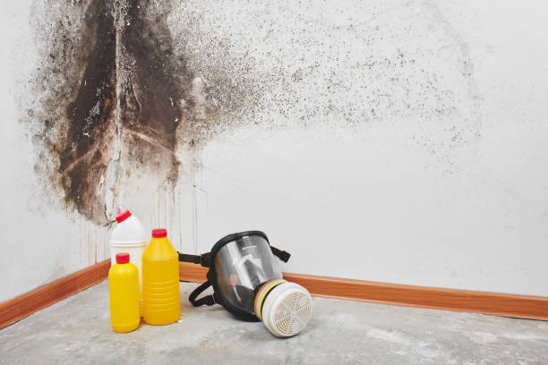 Best Toxic Mold Removal  in Merrionette Park, IL