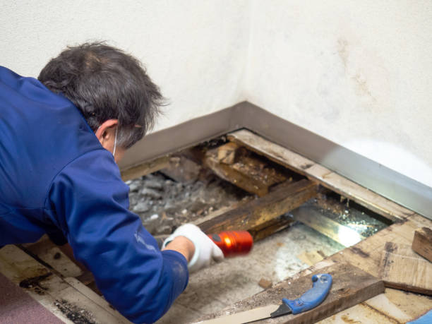 Best Office Mold Removal Services  in Merrionette Park, IL