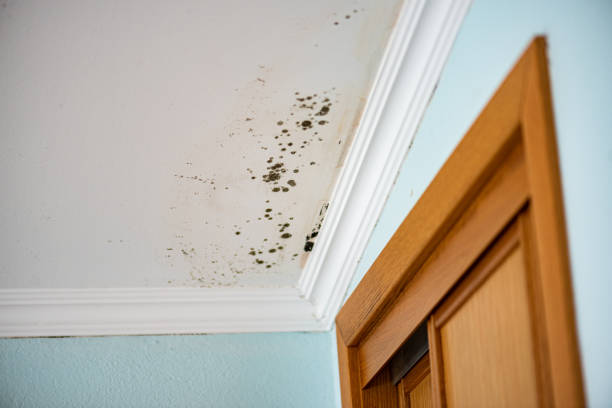 Best Professional Mold Removal  in Merrionette Park, IL