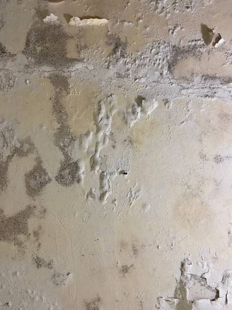 Best Commercial Mold Removal  in Merrionette Park, IL