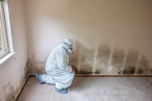 Best Mold Removal Company Near Me  in Merrionette Park, IL
