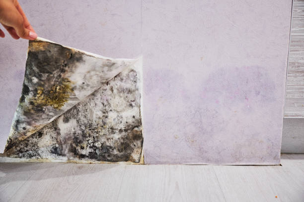 Mold Removal Process in Merrionette Park, IL